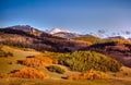 Aspen Trees Changing Color in Autumn Royalty Free Stock Photo