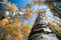 Changing Aspens from below