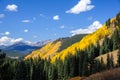 Changing Aspens on Shrine Pass