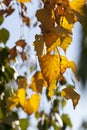 changing color birch in the autumn season Royalty Free Stock Photo