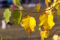 changing color birch in the autumn season Royalty Free Stock Photo