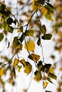 changing color birch in the autumn season Royalty Free Stock Photo