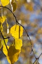 changing color birch in the autumn season Royalty Free Stock Photo