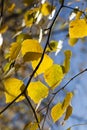 changing color birch in the autumn season Royalty Free Stock Photo