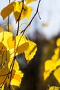 changing color birch in the autumn season Royalty Free Stock Photo