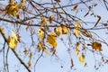 changing color birch in the autumn season Royalty Free Stock Photo