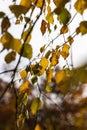 changing color birch in the autumn season Royalty Free Stock Photo