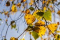 changing color birch in the autumn season Royalty Free Stock Photo