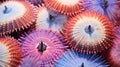 Changing Color and Texture of Sea Urchin Shells due to Ocean Acidification AI Generated