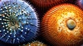 Changing the color and texture of the shells of sea urchin due to ocean acidification. The concept of environmental damage and