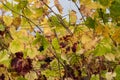 Changing colors in the fall vineyard Royalty Free Stock Photo