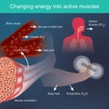Changing energy into active muscles
