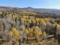 Changing fall colors of aspen trees in Northern New Mexico Royalty Free Stock Photo