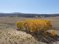 Changing fall colors of trees in  Northern New Mexico Royalty Free Stock Photo