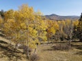 Changing fall colors of the trees in the Northern New Mexico mountains Royalty Free Stock Photo