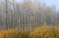 Changing the forest landscape. Birch grove in the morning fog. Forests of Central Europe. Royalty Free Stock Photo