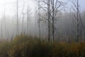 Changing the forest landscape. Birch grove in the morning fog. Forests of Central Europe. Royalty Free Stock Photo