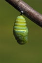 Changing Monarch caterpillar Royalty Free Stock Photo