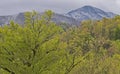 Changing seasons in the Great Smoky Mountains. Royalty Free Stock Photo