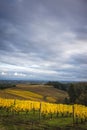 Autumn vineyards, Willamette Valley, Oregon Royalty Free Stock Photo