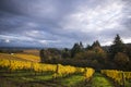 Autumn vineyards, Willamette Valley, Oregon Royalty Free Stock Photo