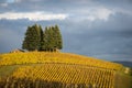 Autumn vineyards, Willamette Valley, Oregon Royalty Free Stock Photo