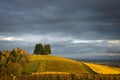 Autumn vineyards, Willamette Valley, Oregon