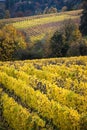 Autumn vineyards, Willamette Valley, Oregon Royalty Free Stock Photo