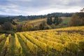 Autumn vineyards, Willamette Valley, Oregon Royalty Free Stock Photo