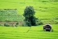 Changmai Rice Field