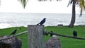 Changos a black native bird of Puerto Rico stqnding on poles and ropes next to the beach.