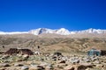 Changpa nomads' camp, Changthang valley, Ladakh, India Royalty Free Stock Photo