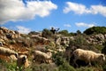 Chania, Crete, Greece-may 1, 2014. An elderly shepherd walking with a flock of sheep