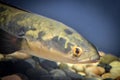 Channa argus, snakehead fish - close-up on head Royalty Free Stock Photo