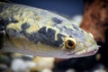 Channa argus, snakehead fish - close-up on head Royalty Free Stock Photo