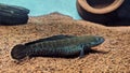 A Channa fish in the aquarium Royalty Free Stock Photo