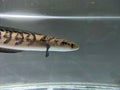 Channa Maru yellow Sentarum - Indonesia Endemics Snakehead Predator Fish