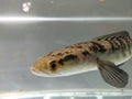 Channa Maru yellow Sentarum - Indonesia Endemics Snakehead Predator Fish