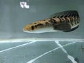 Channa Maru yellow Sentarum - Indonesia Endemics Snakehead Predator Fish