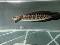 Channa Maru yellow Sentarum - Indonesia Endemics Snakehead Predator Fish