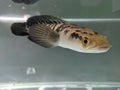 Channa Maru yellow Sentarum - Indonesia Endemics Snakehead Predator Fish