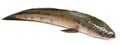 Channa marulius or Giant Snakehead