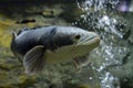 Channa micropeltes fish in aquarium. Wildlife animal.