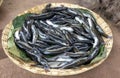 Giant Snakehead known as mallu fish in Maharashtra Royalty Free Stock Photo
