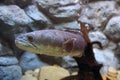 Great snakehead, Giant snakehead fish swimming in the aquarium. Royalty Free Stock Photo