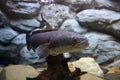 Great snakehead, Giant snakehead fish swimming in the aquarium. Royalty Free Stock Photo