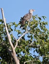 Channel-billed cuckoo resting