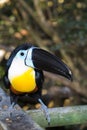 Channel Billed Toucan