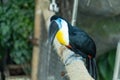 The channel-billed toucan close up Ramphastos vitellinus close up on a branch in south america