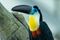 The channel-billed toucan close up Ramphastos vitellinus bright colors close up on a branch in south america